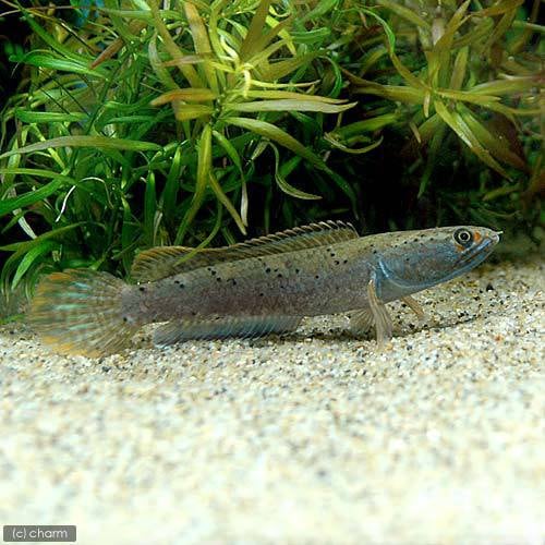 （熱帯魚）アイズファイアー・スネークヘッド（１匹）　北海道航空便要保温　ＣＲＣ13―32―20―00―00