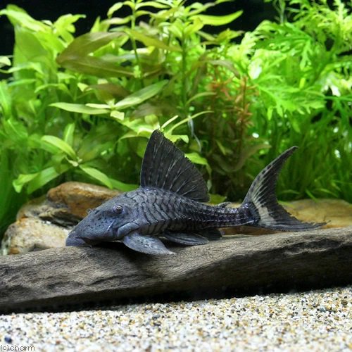 （熱帯魚）ホワイトテール・パナクエ　Ｍサイズ（ワイルド）（１匹）　北海道・九州航空便要保温　ＣＲＣ13―44―30―00―00