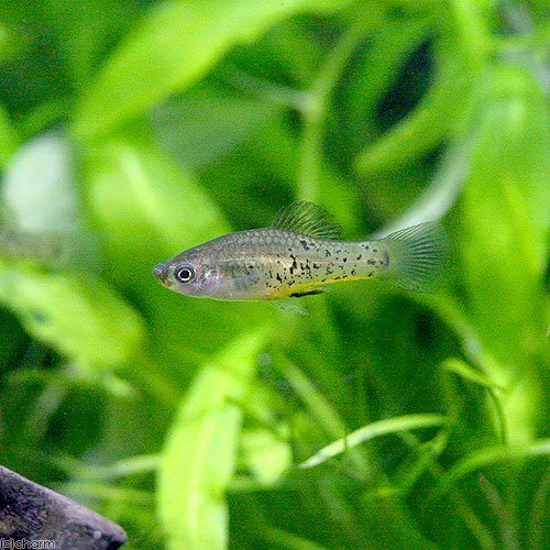 （熱帯魚）キシフォフォルス・ミレリィ（１ペア）　北海道・九州航空便要保温　ＣＲＣ13―15―20―00―00 7,302円