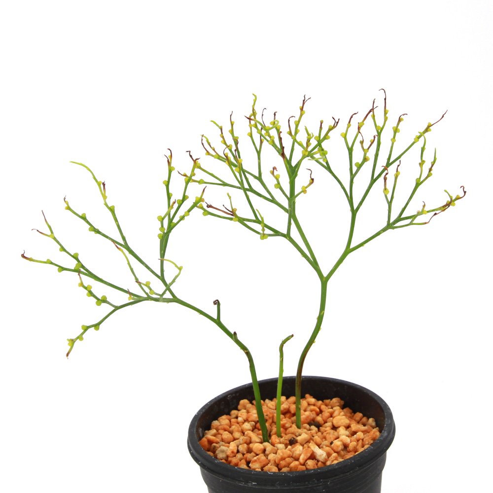 （山野草）シダ（羊歯）マツバラン　琴糸柳（キンシヤナギ）　３号（１鉢）　ＣＲＣ15―35―50―00―00