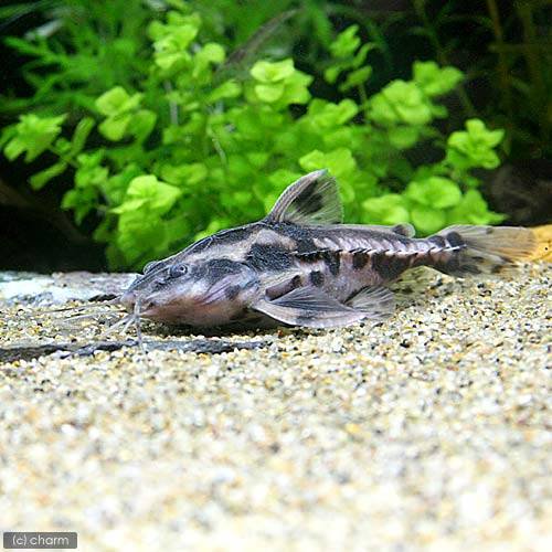 （熱帯魚）メガロドラス（１匹）　北海道・九州航空便要保温　ＣＲＣ13―46―00―00―00 7,891円