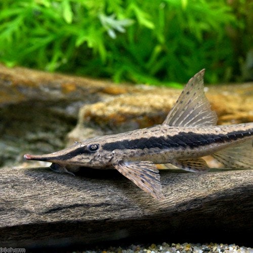 （熱帯魚）ストゥリソーマ・ニグリロストルム（１匹）　北海道・九州航空便要保温　ＣＲＣ13―40―20―00―00