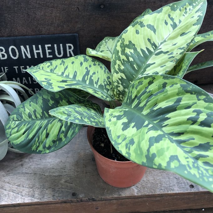 ホマロメナ カモフラージュ 迷彩柄の観葉植物 大人気