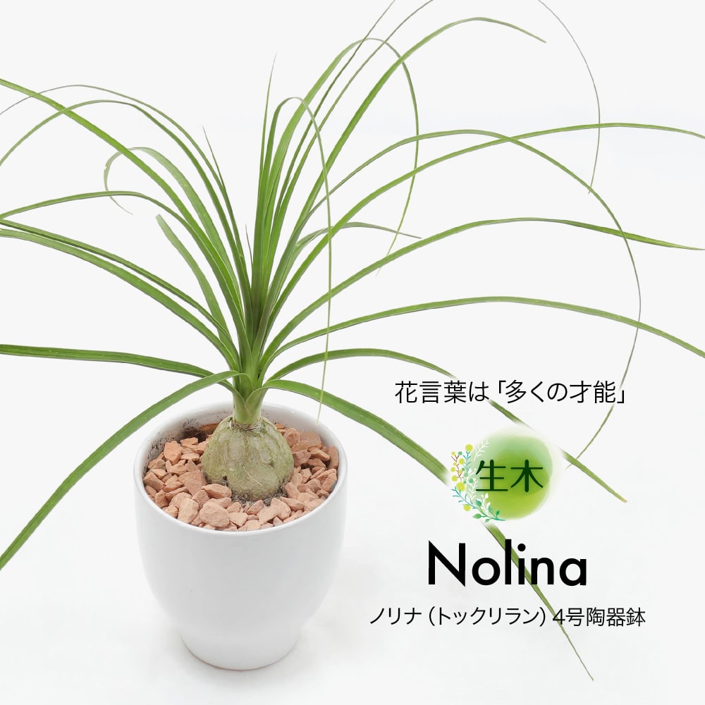 観葉植物 生木 ノリナ トックリラン 鉢植 受け皿付き 4号鉢 陶器鉢