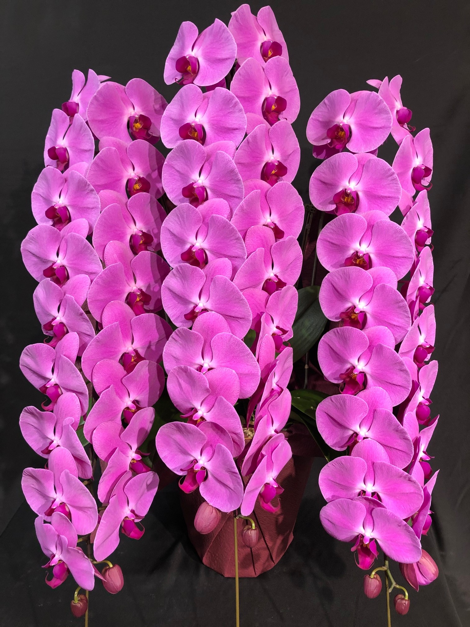 商品ID 2142 胡蝶蘭　ピンク　３本立ち　生花