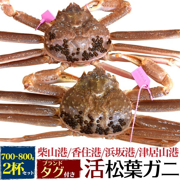 兵庫県産　冷蔵 活き 松葉ガニ 約700g-800g 2杯セット　生 ズワイガニ 姿　タグ付き　兵庫県ブランド産地水揚げ　活ガニ　産地直送　蟹 かに カニ 冬