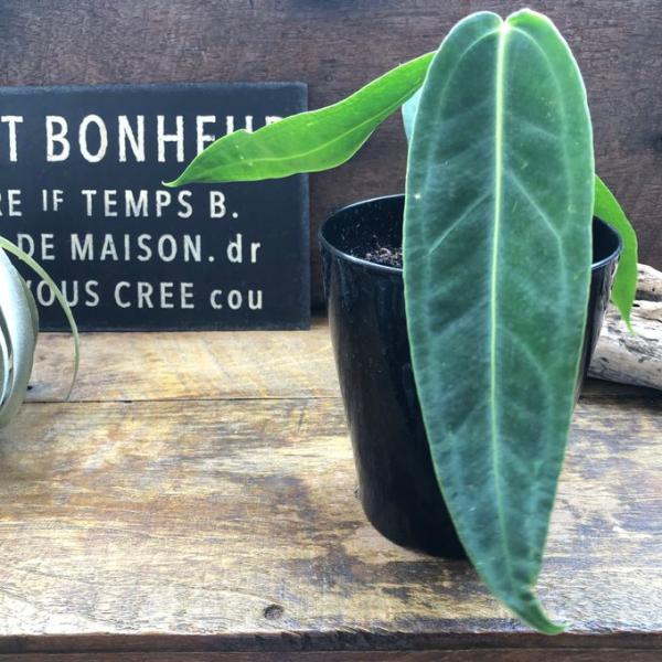 アンスリウム ワロクアーナム 「Anthurium warocqueanum 」