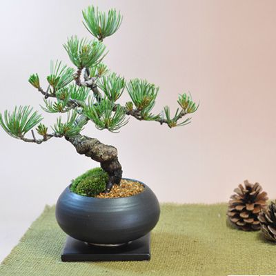 盆栽 松 枝ぶりの良い 五葉松 ミニ盆栽 bonsai ぼんさい 四国五葉松 丸和鉢仕立て 松柏 プレゼント ギフト 開店 お祝い 退職 ラッピング メッセージ 母の日 父の日 敬老の日 誕生日 松盆