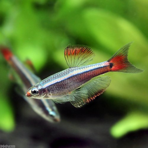 (熱帯魚)カージナル・アカヒレ ロングフィン(10匹) 北海道・九州航空便要保温 CRC13―24―34―00―00