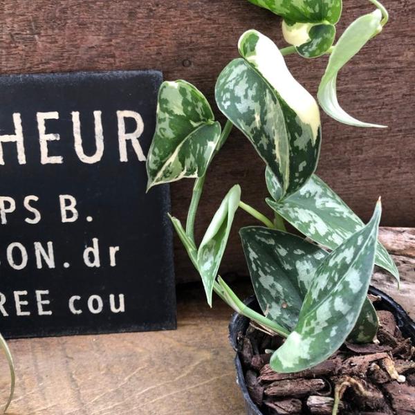 ステラルクス　ガラテア　マルチセラム ステラルクスのガラテアマルチセラム 低刺激で安心なヴィーガン