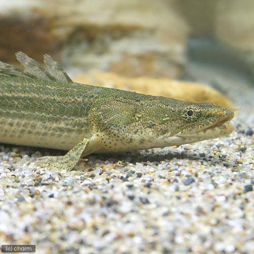 （熱帯魚）ポリプテルスｓｐ．コリバ　３３ー３６ｃｍ（ワイルド）（１匹）　北海道・九州航空便要保温　ＣＲＣ13―56―20―00―00