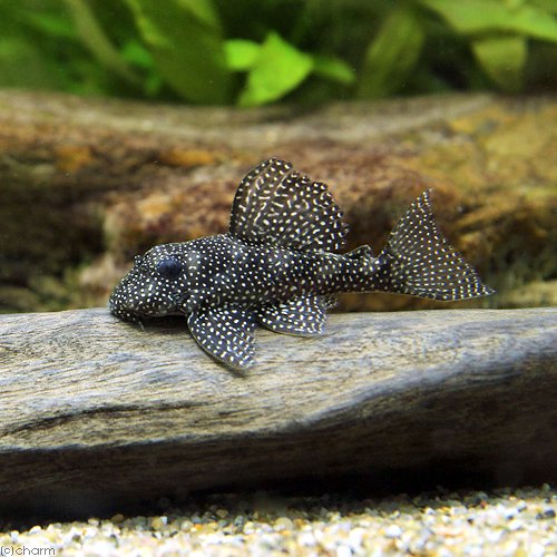 （熱帯魚）スターダスト・クラウンプレコ（ワイルド）（１匹）　北海道・九州航空便要保温　ＣＲＣ13―44―20―00―00