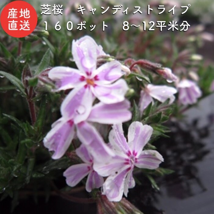 芝桜 キャンディストライプ（多摩の流れ） 白地にピンク縞種 ９cmポット苗　グランドカバー