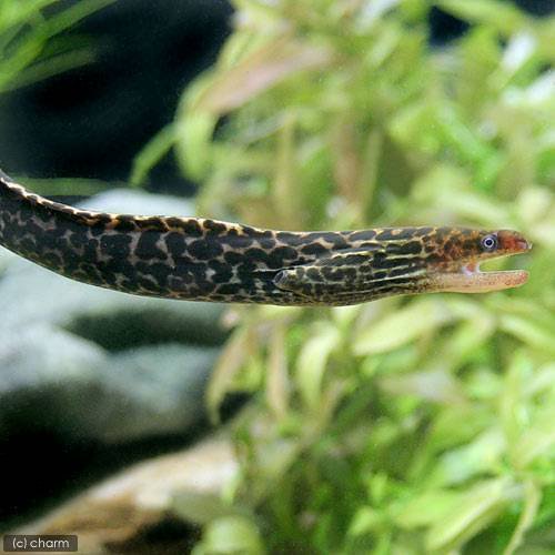 （熱帯魚）ヤマウツボ（１匹）　北海道・九州航空便要保温　ＣＲＣ13―52―00―00―00