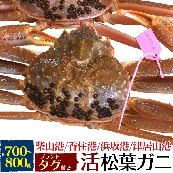 兵庫県産　冷蔵 活き 松葉ガニ 約700g-800g 1杯　生 ズワイガニ 姿　タグ付き　兵庫県ブランド産地水揚げ　活ガニ　産地直送　蟹 かに カニ 冬