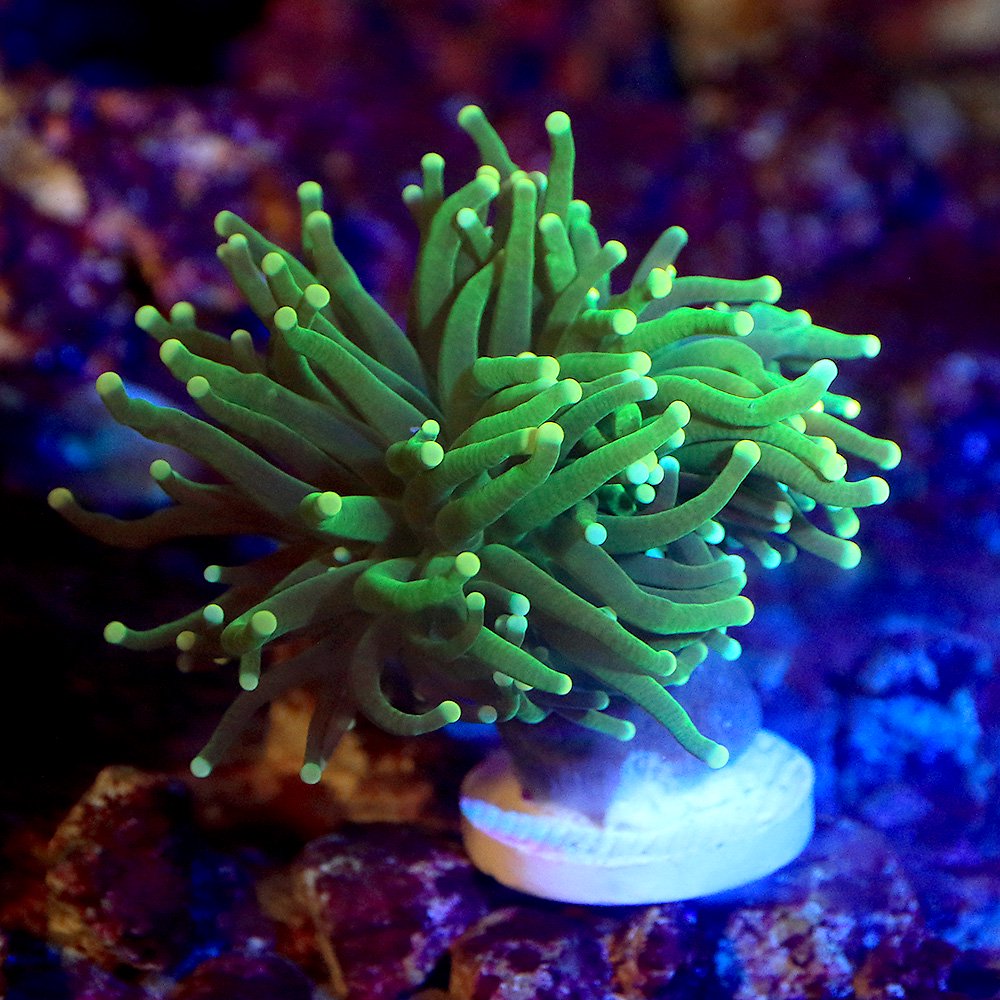 （サンゴ）ツツマルハナサンゴ　グリーン　プラグ付き（１個）　北海道・九州航空便要保温　ＣＲＣ26―50―40―30―50