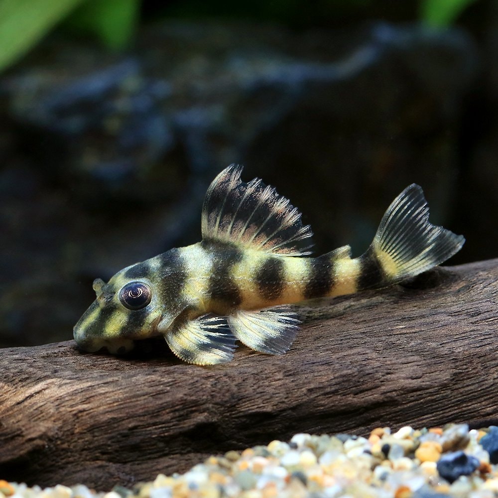 （熱帯魚）ウナニュータイガー・プレコ（１匹）　北海道・九州航空便要保温　ＣＲＣ13―44―20―00―00