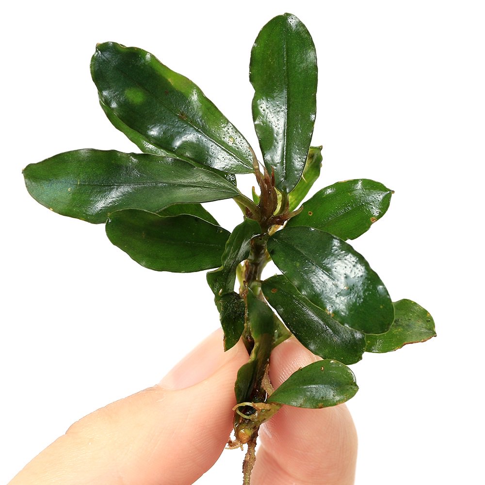 （水草）ブセファランドラｓｐ．ネプチューン（水上葉）（１株）　ＣＲＣ12―71―20―00―00