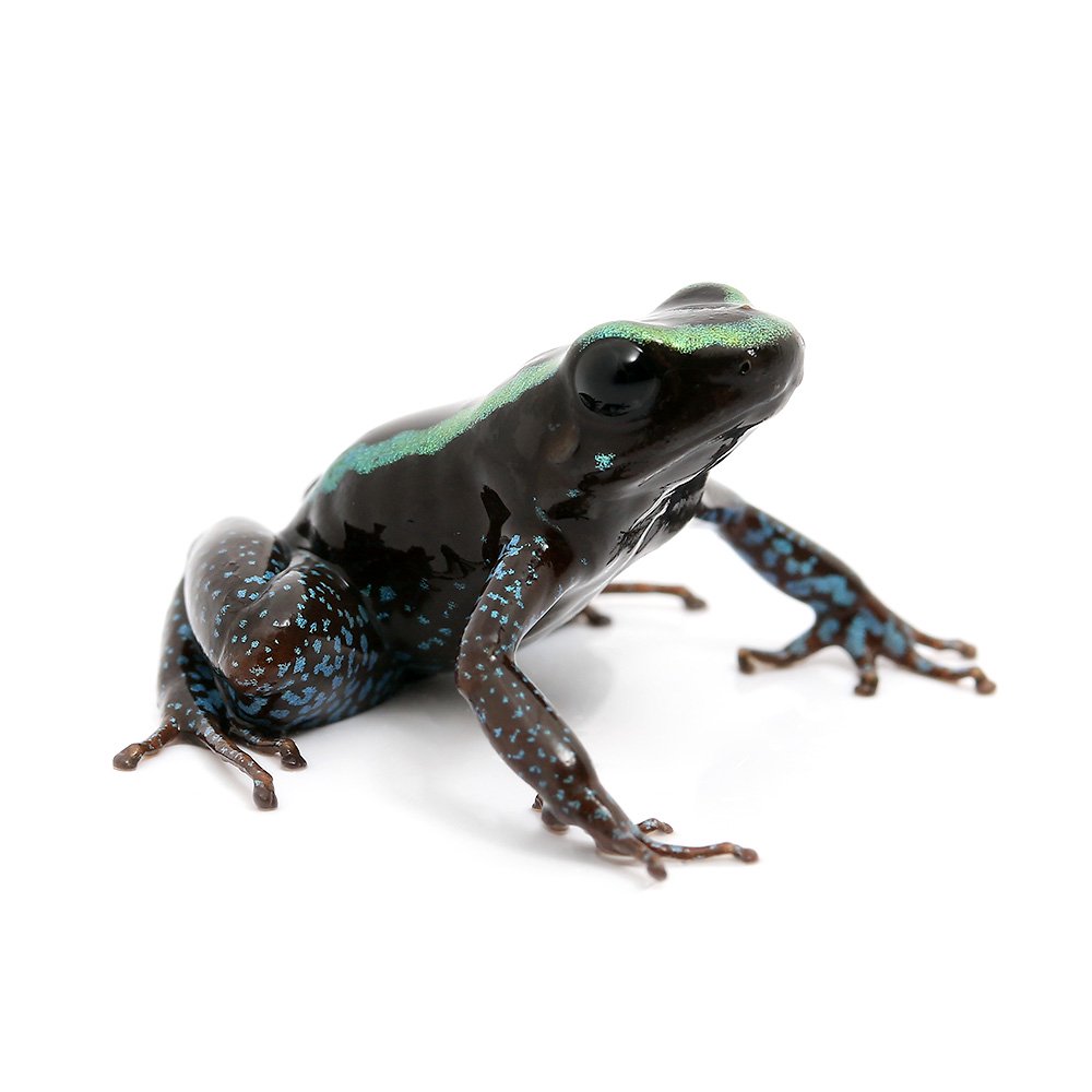 両生類）ココエフキヤガエル グリーンストライプgreen