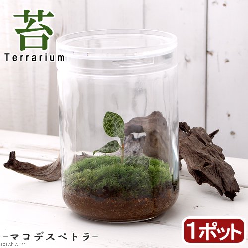 （観葉植物）苔テラリウム　マコデスペトラ　ガラスボトルＬ（１ポット）　説明書付　ジュエルオーキッド　コケテラリウム　苔テラ　コケテラ　苔　ＣＲＣ15―70―40―00―00