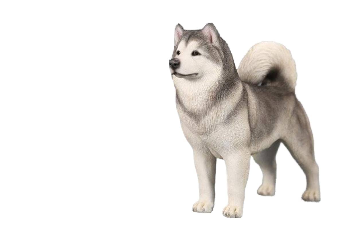 Mr.Z 1/6 サイズ アラスカンマラミュート 可愛い 犬 動物 シベリア リアル フィギュア PVC プラモデル プレミアム 大人のおもちゃ 模型 19.5cm級 オリジナル スタチュー 塗装済