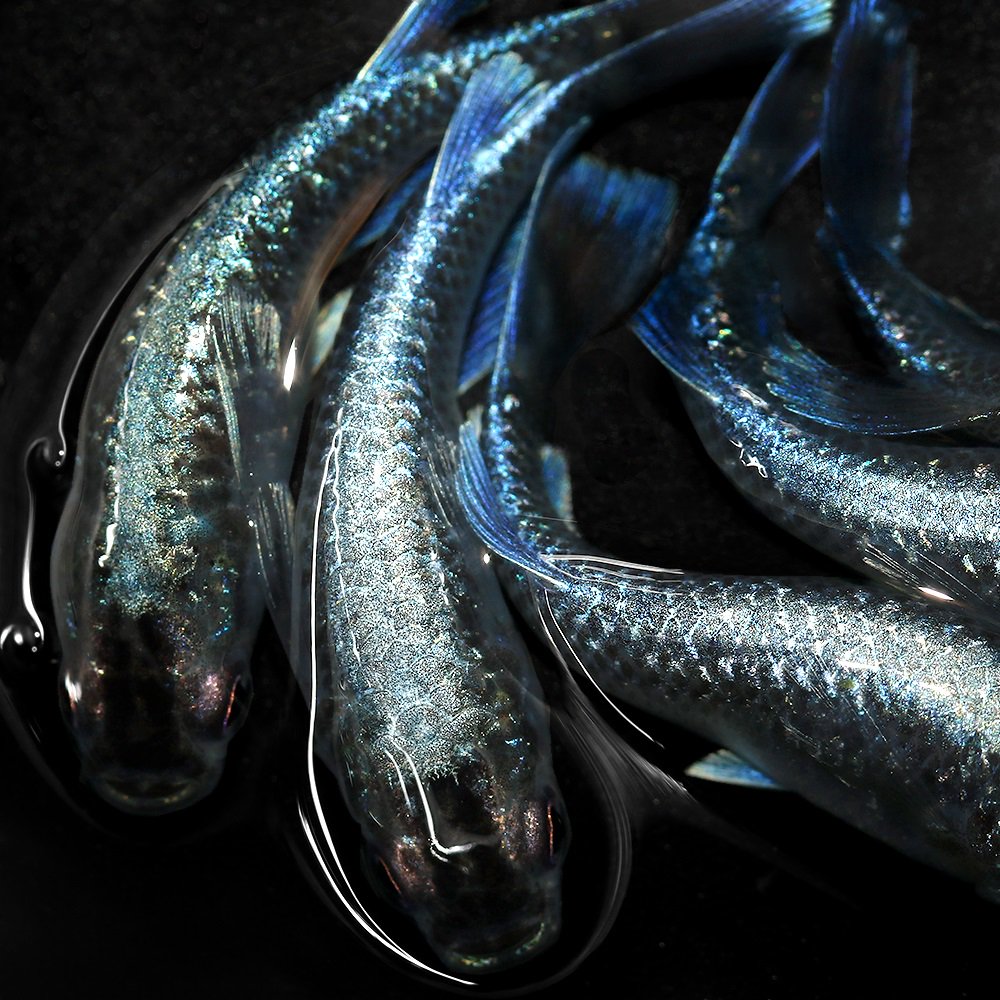 （めだか）ミッドナイトフリル　体外光タイプ　メダカ屋サバンナブリード（５匹）　北海道・九州航空便要保温　ＣＲＣ60―20―22―40―10