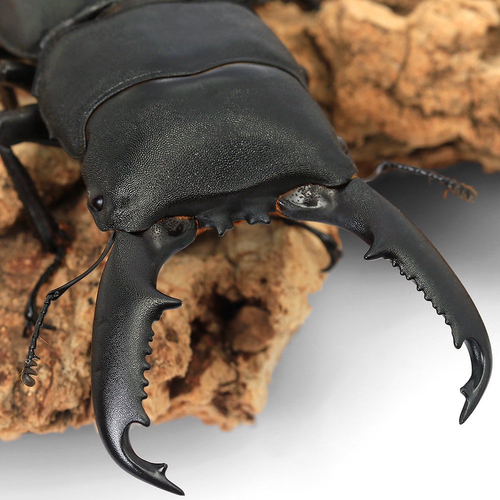 昆虫）ミンダナオヒラタクワガタ ミンダナオ島 キダパワン産 成虫 WC