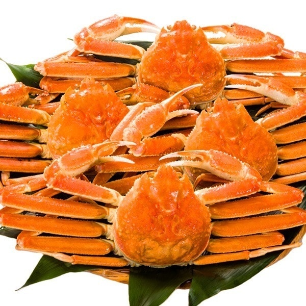 3.6kg 尾 特大ズワイガニ姿 ボイル済 かに カニ 蟹 ずわい蟹 姿 かにみそ ずわいがに