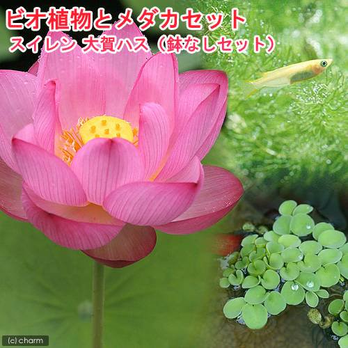 （ビオトープ）（めだか）ビオ植物とメダカセット　大賀蓮（オオガハス）　鉢なしセット　本州四国限定　ＣＲＣ15―10―30―20―10