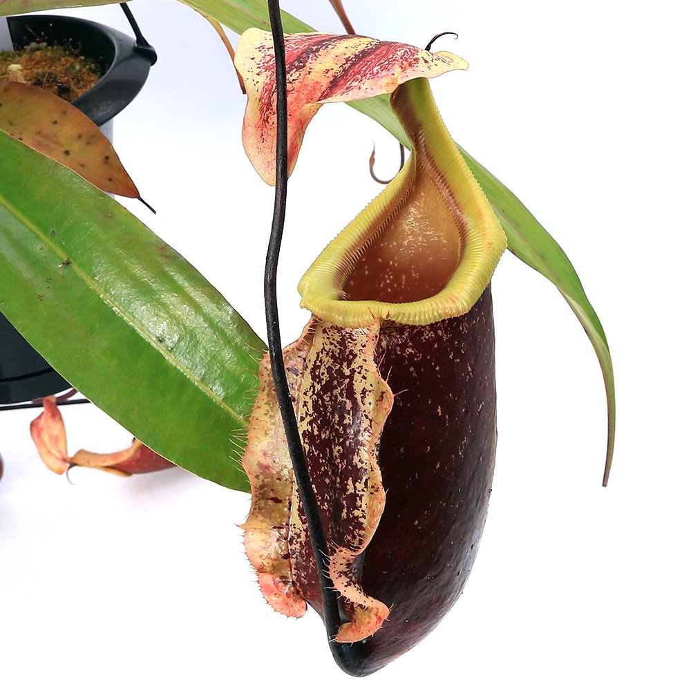 （食虫植物）ウツボカズラ　ネペンテス　スキー　５号　吊り鉢（１鉢）　ＣＲＣ17―80―50―00―00