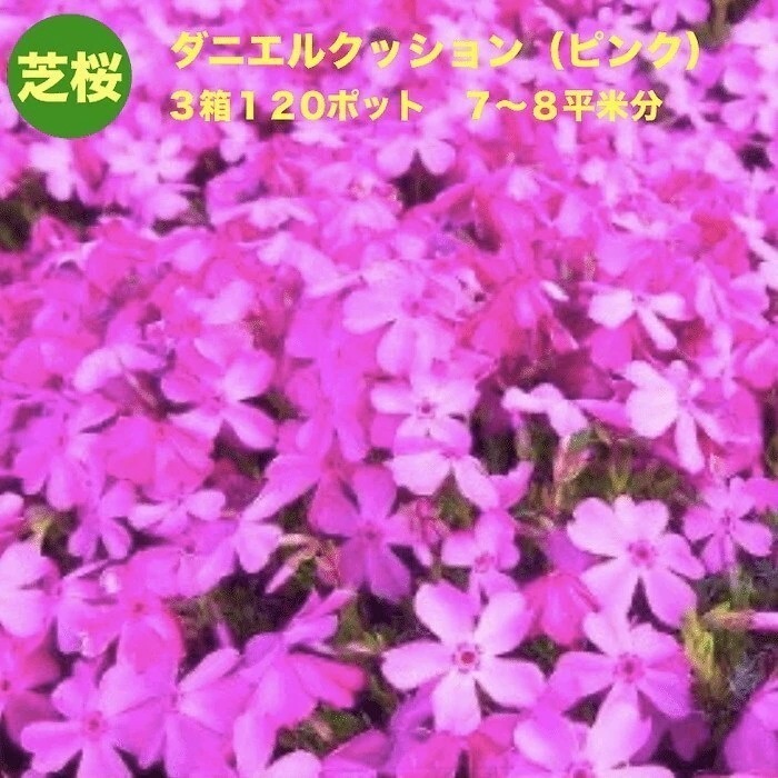 芝桜 ダニエルクッション ピンク種 ９cmポット苗 １２０株 シバザクラ グランドカバー