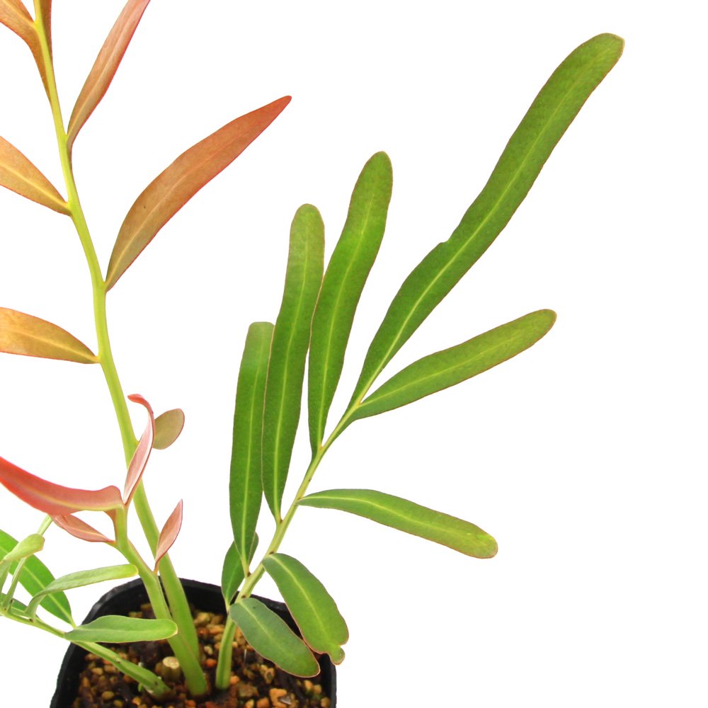 （ビオトープ）水生植物　ミミモチシダ（フィジアンウォーターファン）３号（１ポット）湿生植物　ＣＲＣ15―10―40―20―50