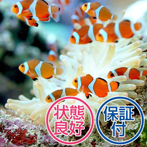 （海水魚）カクレクマノミ（国産ブリード）（５匹）熱帯魚　ＣＲＣ26―30―16―10―00
