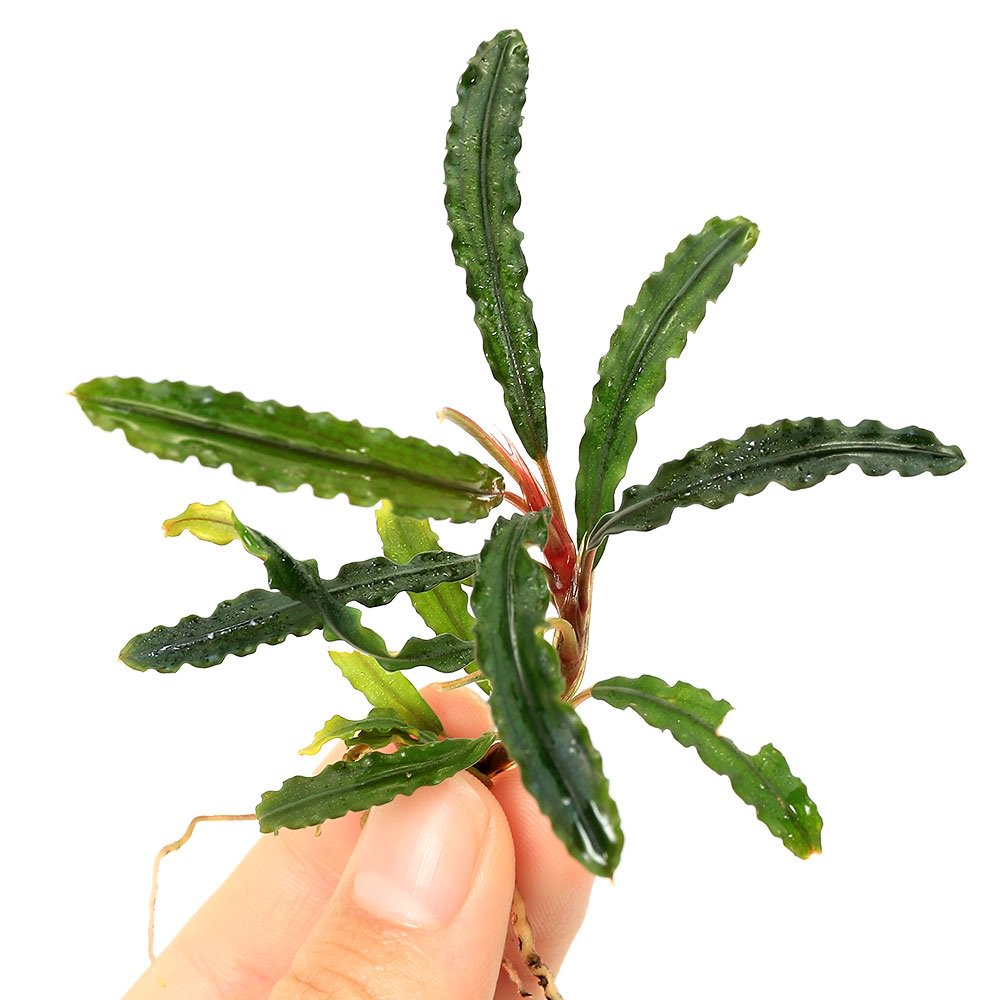 （水草）ブセファランドラｓｐ．Ｖ３　ｓａｎｇｇａｕ（水上葉）（１株）　ＣＲＣ12―71―20―00―00