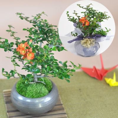 【現在花なし】盆栽 特選長寿梅 ミニ盆栽 小品盆栽 花 開花 赤 四季咲き 人気 ギフト おすすめ お祝い 誕生日 母の日 父の日 敬老の日 プレゼント 贈り物 趣味 入門 評判 盆栽妙