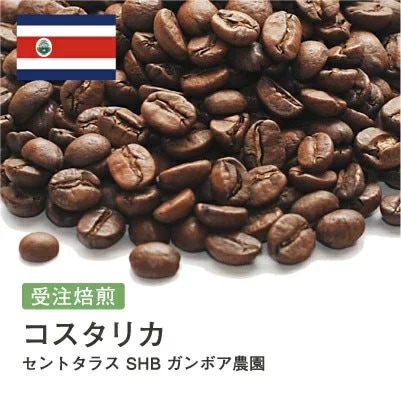 受注焙煎！2kg コスタリカ セントタラス SHB ガンボア農園 [選べる焙煎度合い] コーヒー豆 大山珈琲 業務用 自家焙煎 卸