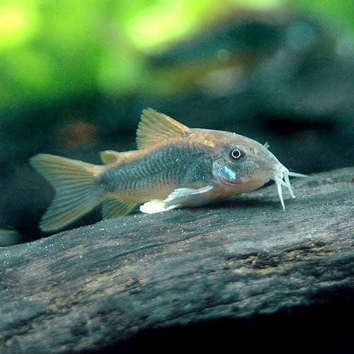 （熱帯魚）コリドラス・アエネウス　Ｄａｒｋ１（１匹）　北海道・九州航空便要保温　ＣＲＣ13―36―20―00―00