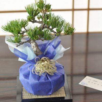 【敬老の日プレゼント】五葉松の盆栽 太鼓鉢 育て方冊子と肥料付き 【16日以降順次発送】【送料無料