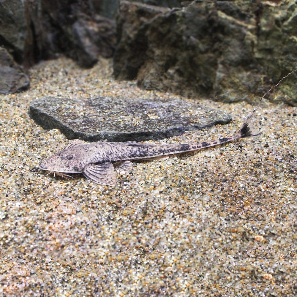 （熱帯魚）ツチノコロリカリア　パンタナル（１匹）　北海道・九州航空便要保温　ＣＲＣ13―40―20―00―00