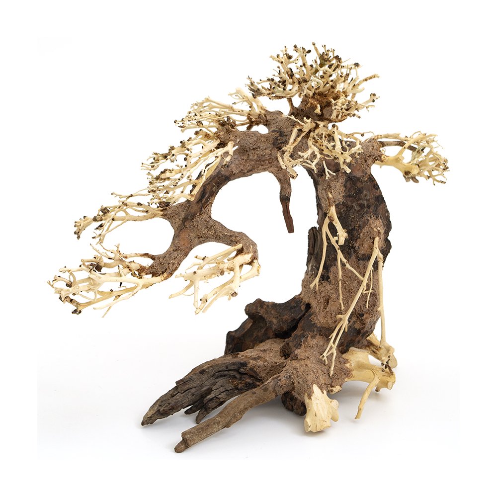 カミハタ 水景BONSAI 五葉松 Lサイズ 流木 活着 レイアウト 水草 アクアリウム 水槽 CRC10―85―10―00―00