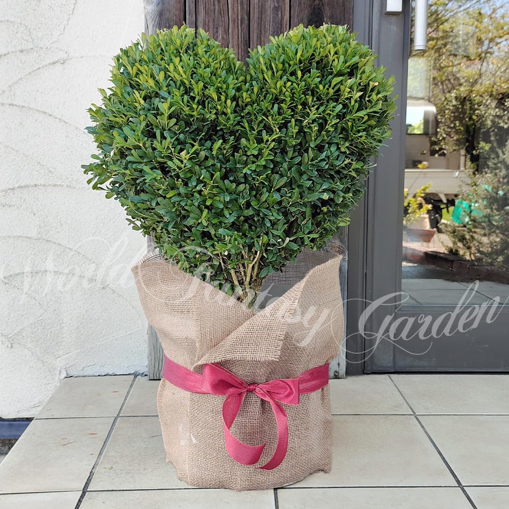 [World Fantasy Garden] ギフト ツゲの木 トピアリー ハート仕立て 1鉢 10号【お取り寄せ】 WFG 鉢植え Buxus microphylla プレゼント お祝い 開店祝い