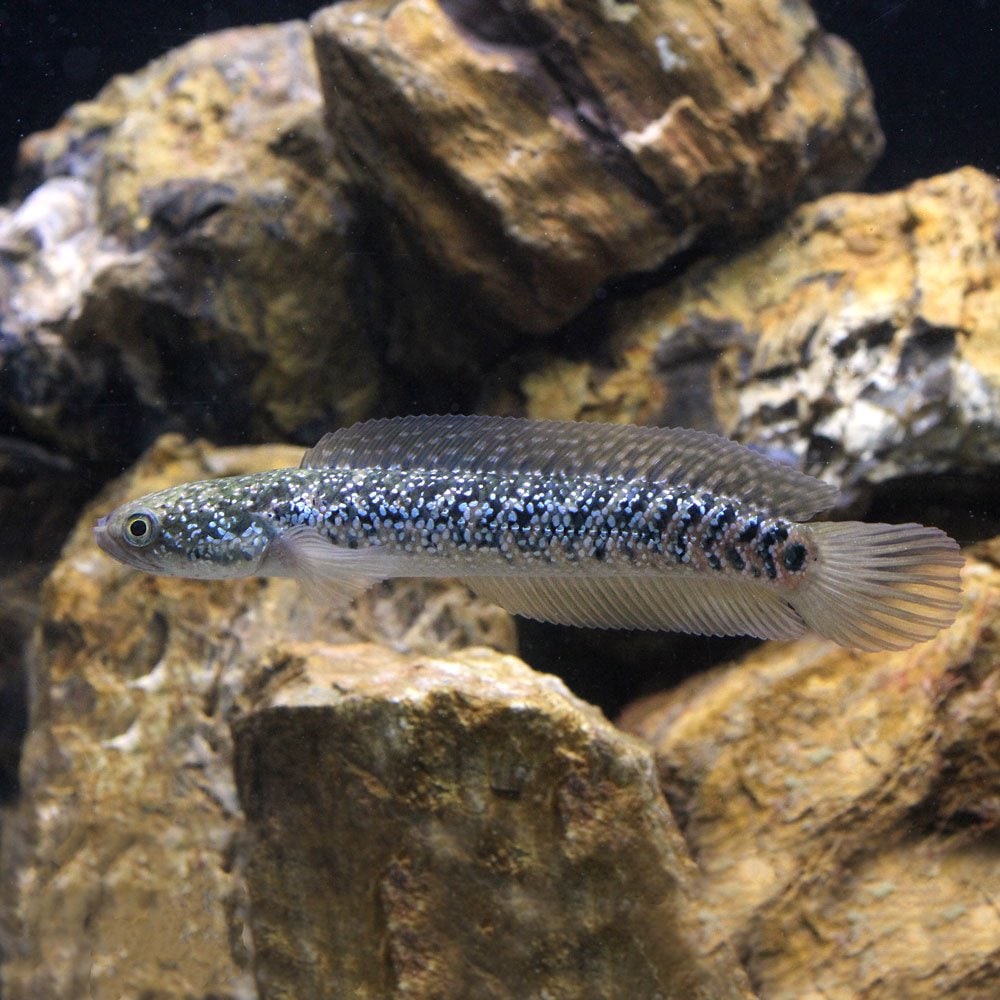 （熱帯魚）（Ｂ品）コウタイ　ブルーダイヤモンド（１匹）　北海道航空便要保温　ＣＲＣ13―32―20―00―00