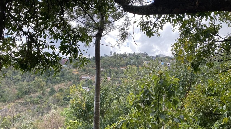 受注焙煎！2kg ミャンマー ORANGE SUNSHINEG1 シャン州 ピンダヤ村アナエロビック 22-23 [選べる焙煎度合い] コーヒー豆 大山珈琲 業務用 自家焙煎 卸