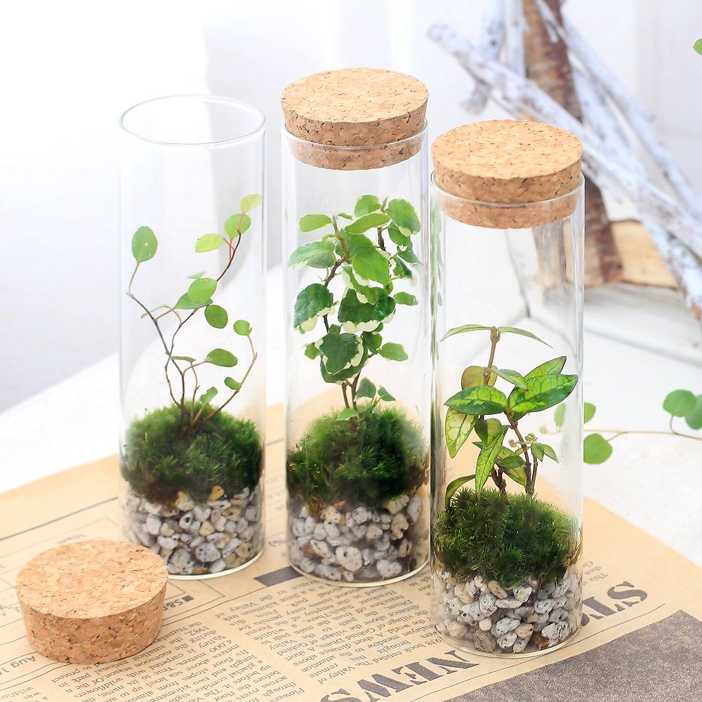 （観葉植物）苔テラリウム　インテリアプランツ　スタンドガラス（１０個）　コケテラリウム　苔テラ　コケテラ　苔　インテリア　ＣＲＣ15―70―40―00―00