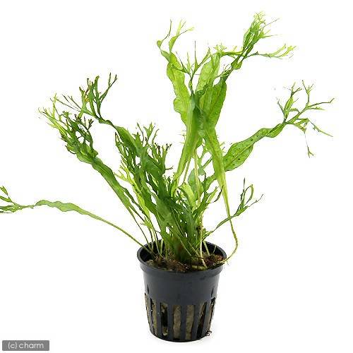 （水草）ミクロソリウム　ウェンディロフ（トロピカポット）（無農薬）（３ポット分）　ＣＲＣ12―58―30―10―00