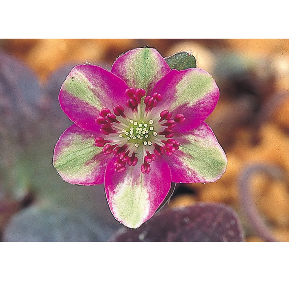 (山野草)ユキワリソウ(雪割草) 越の春(コシノハル) 標準花 3号(1ポット) 花芽付き CRC15―35―12―00―00