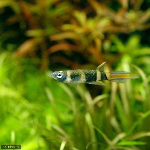 （熱帯魚）クラウン・キリー（３０匹）　北海道航空便要保温　ＣＲＣ13―17―99―00―00