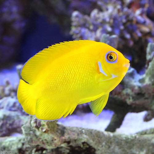 （海水魚）ヤッコ　マーシャル産　レモンピールエンゼル（１匹）　北海道・九州航空便要保温　ＣＲＣ26―30―05―10―00