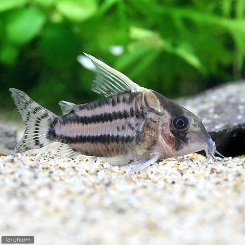 （熱帯魚）コリドラス・スーパーシュワルツィ　ラブレア（ワイルド）（１匹）　北海道航空便要保温　ＣＲＣ13―36―20―00―00