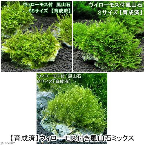 （水草）育成済　ウィローモス　風山石　ＳＳ・Ｓ・Ｍ　サイズミックス（水中葉）（無農薬）（５個）　ＣＲＣ12―18―15―67―00